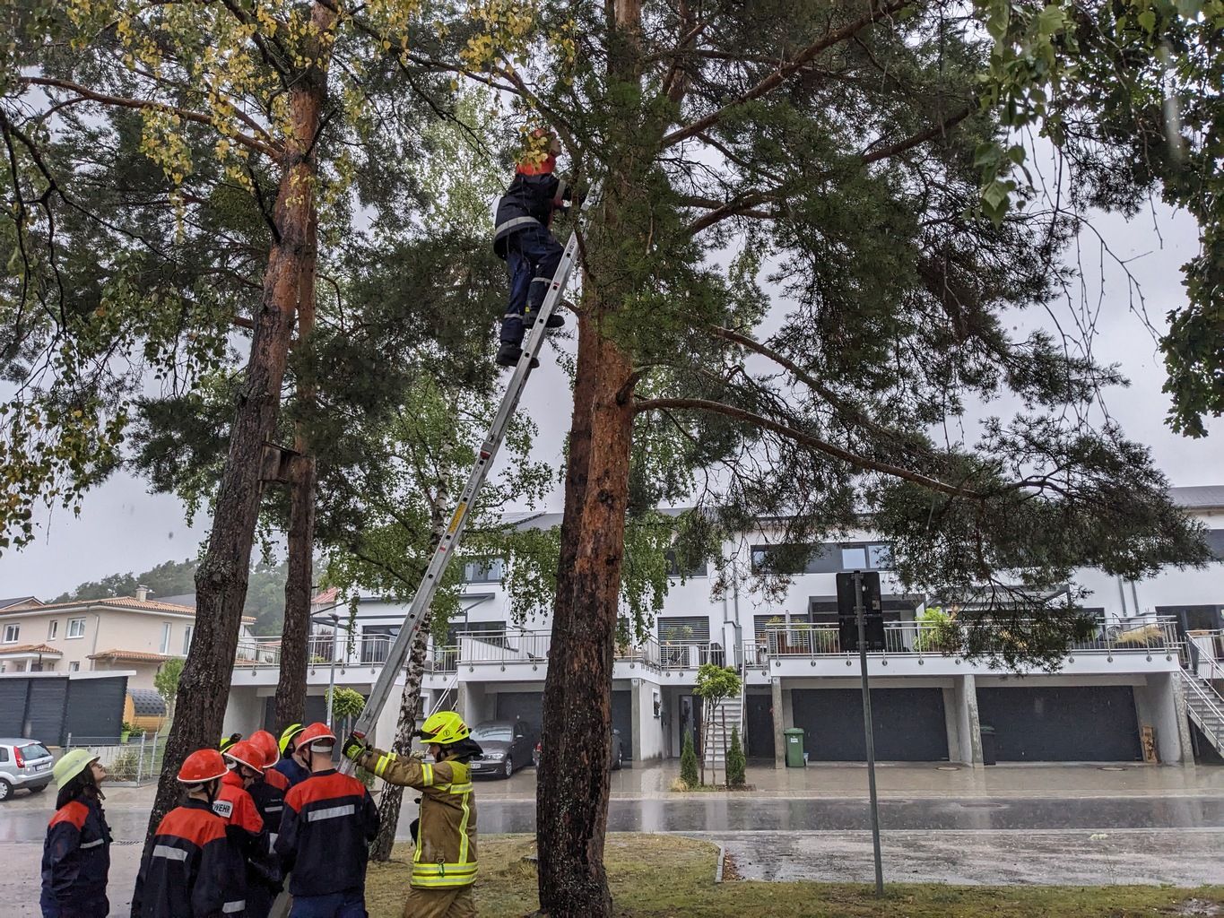 Katze auf Baum